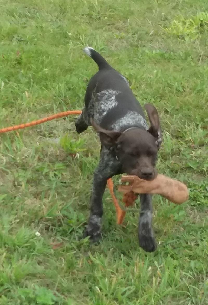 Pixi Retrieving